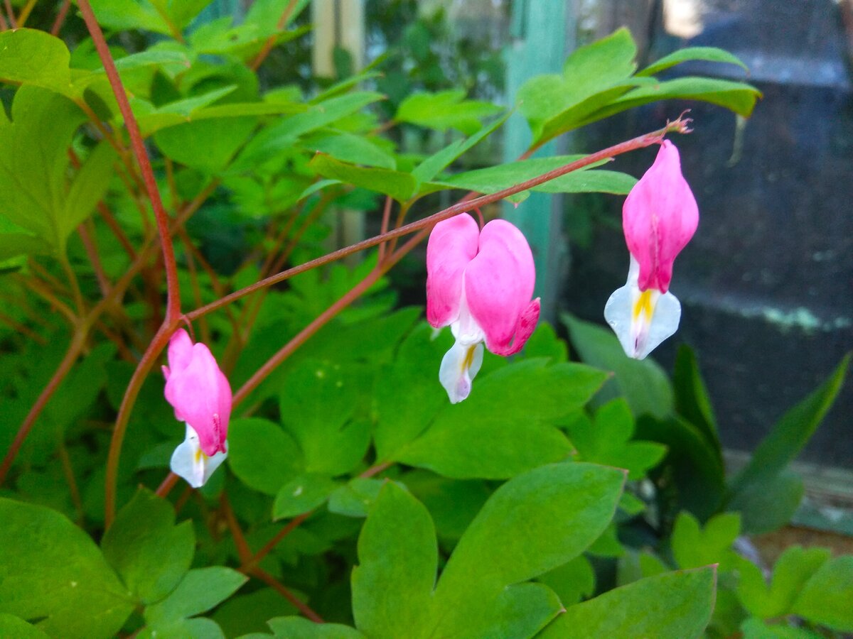 Завораживающие сердечки