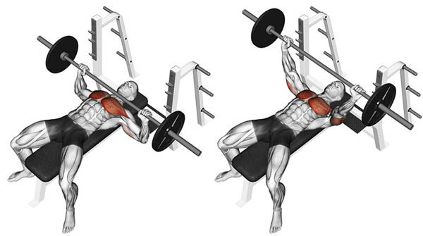 Трицепс отмечен красным неспроста - нагрузка на них растет вместе с весом