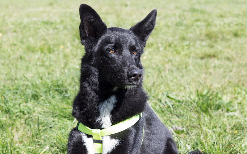 Щенку положено быть щенком, точно так же, как ребенку положено быть ребенком. Фото @kinologsmirnov.ru