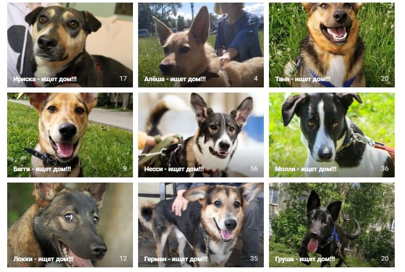 Собаки из Приюта Полянка