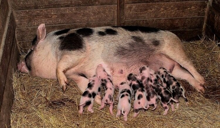 Миргородская порода.