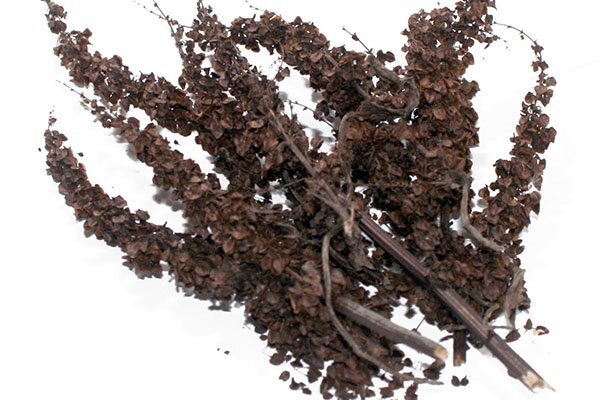 Семена обладают вяжущим действием (Фото: Glav-dacha.ru)