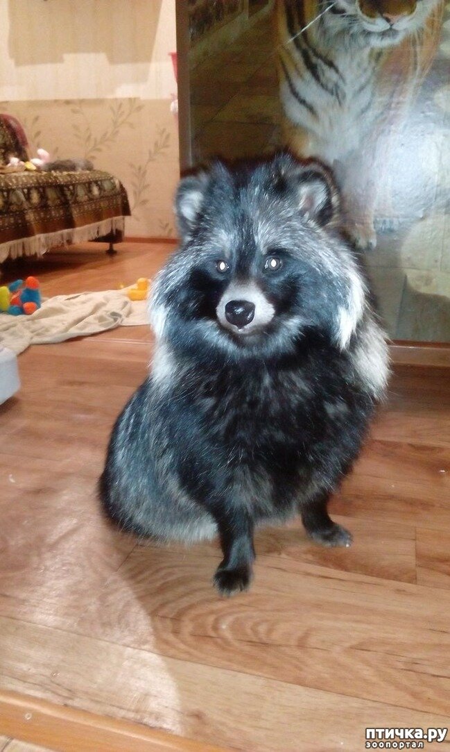 Роксана - енотовидная собака. 