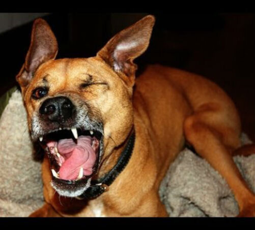 Почему собака чихает - причины патологии | Лапа помощи | Дзен