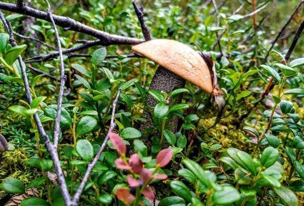 Красный Север