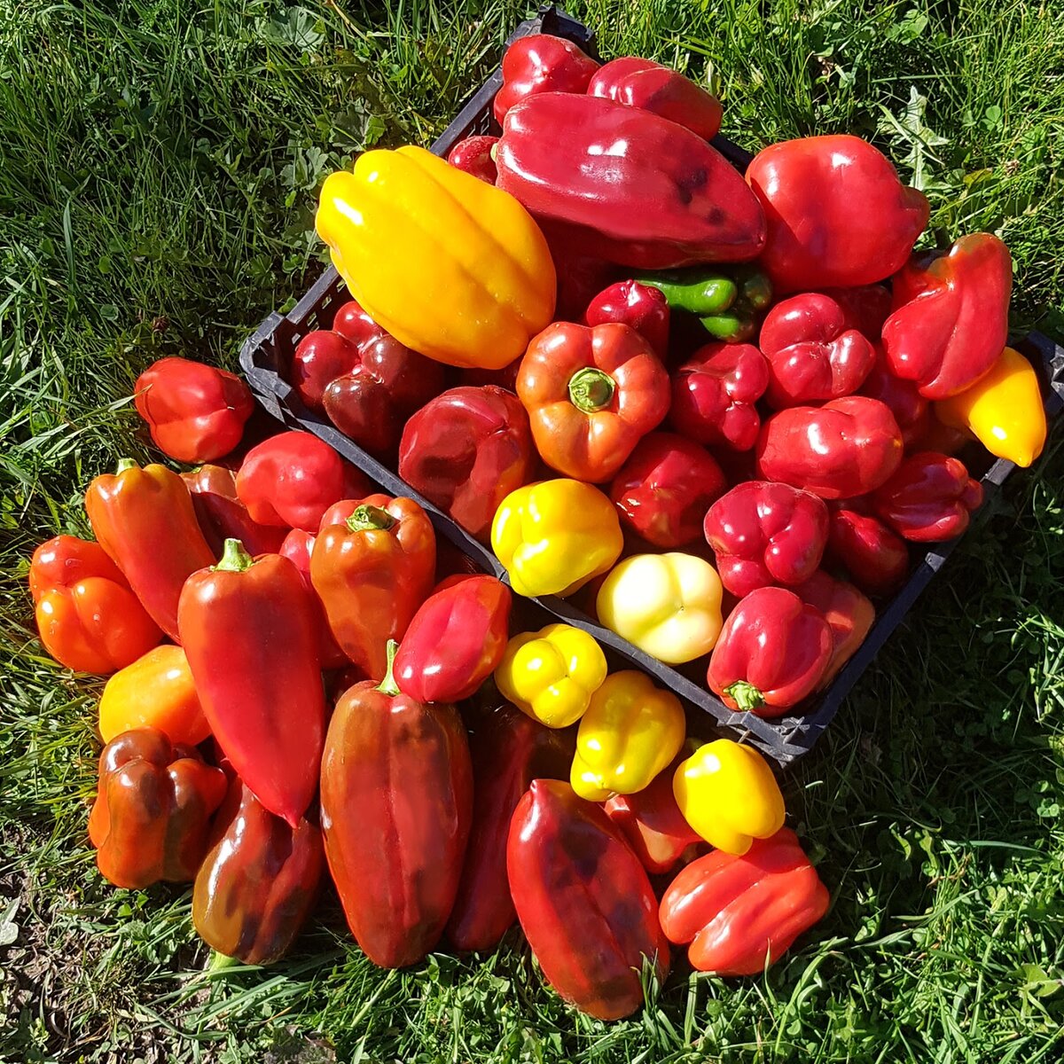 паприка - сладкий/болгарский перец нашего урожая