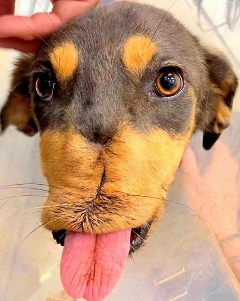 Фото: Saving Huey Foundation / Facebook /