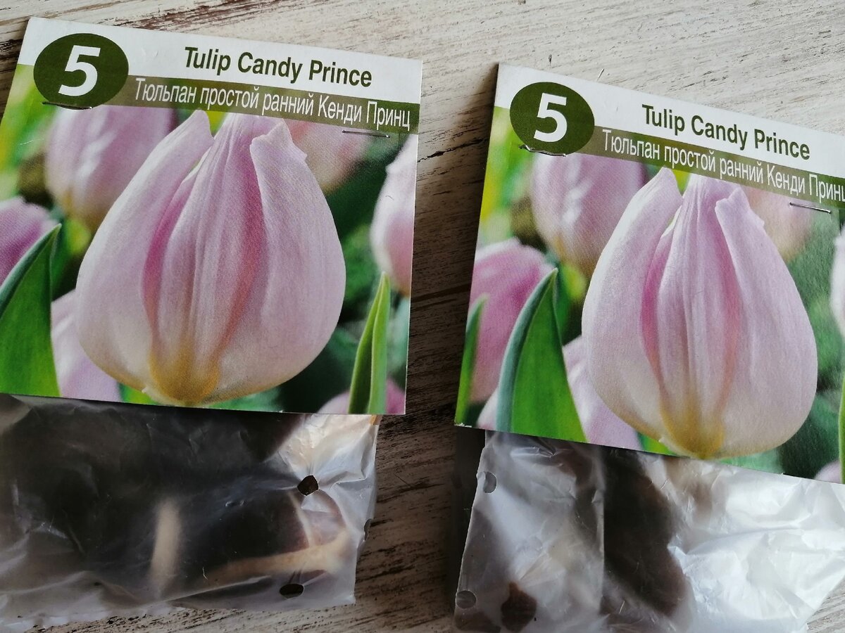 Тюльпан простой ранний Кенди Принц. Упаковка 5 штук, цена 54,9 р.,высота 35 см, цветет апрель