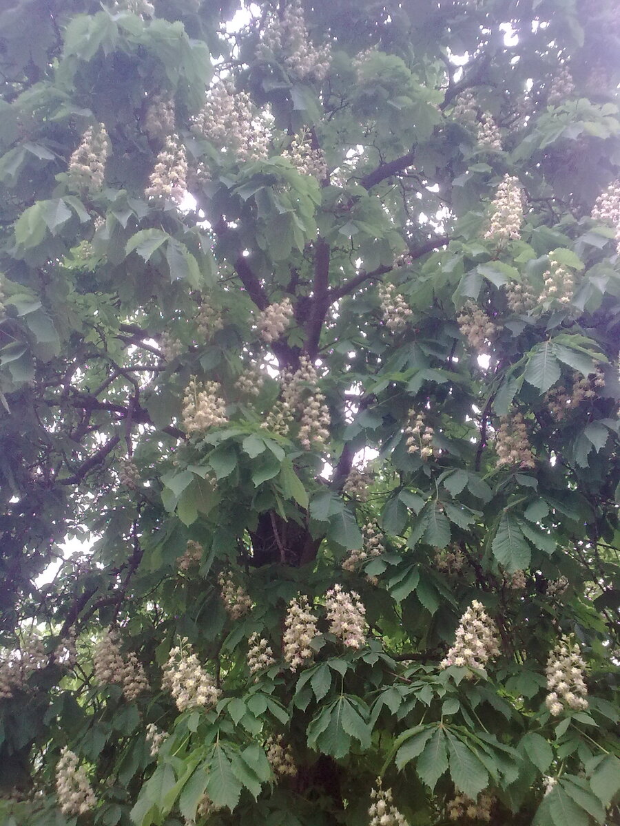 Цветущие каштаны. Это начинается в марте. 