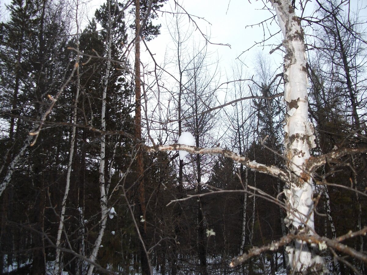 Снежная сова на березовой ветке.