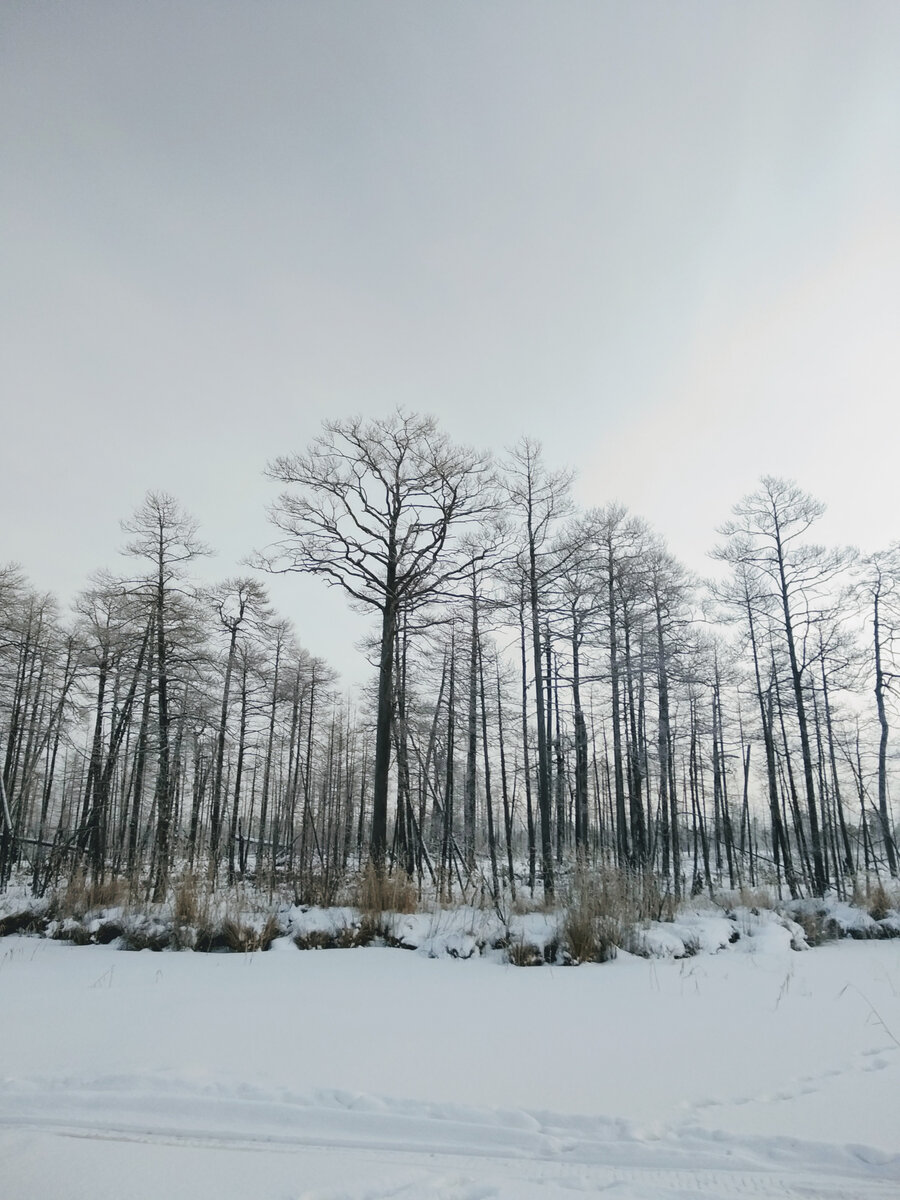 Сухостойные деревья.