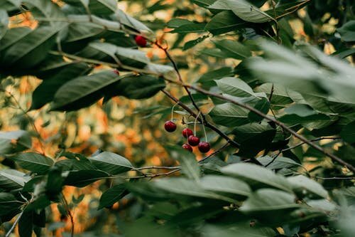 Источник фото https://www.pexels.com/ru-ru/@iriser