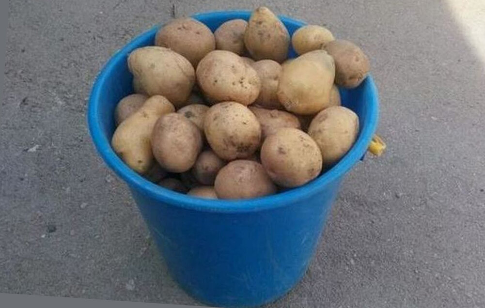 ведро картофеля