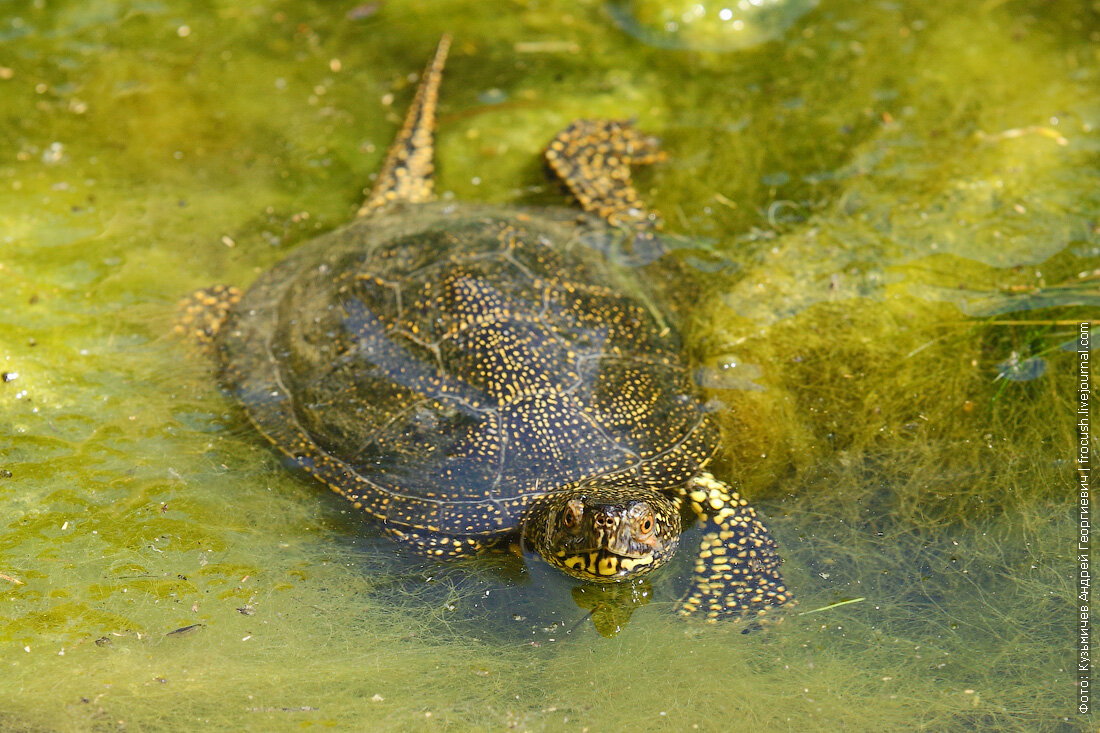 Черепаха 9 8. Европейская Болотная черепаха. Пресноводные болотные черепахи. Аквариумная европейская Болотная черепаха. Морская Болотная черепаха.