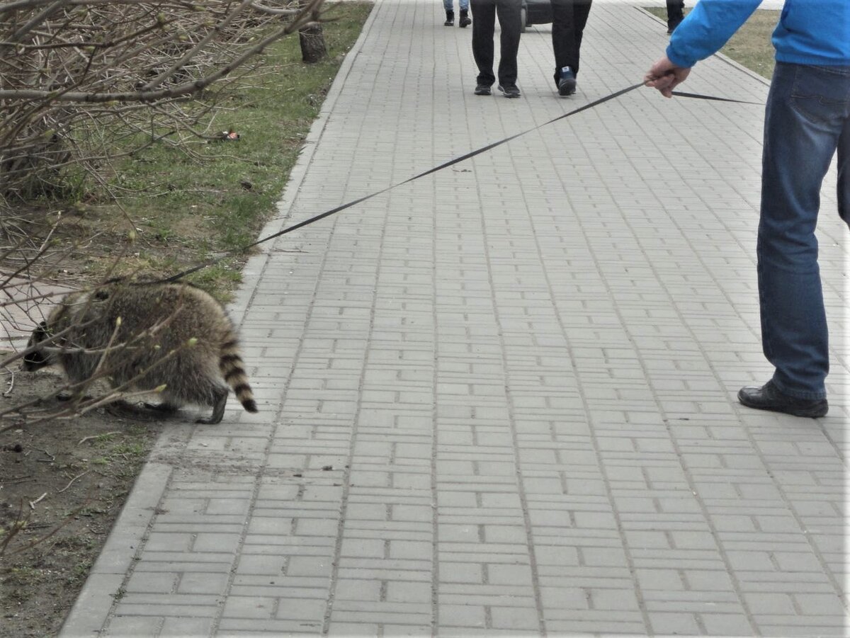 Прогулка по бульвару. Фото автора.