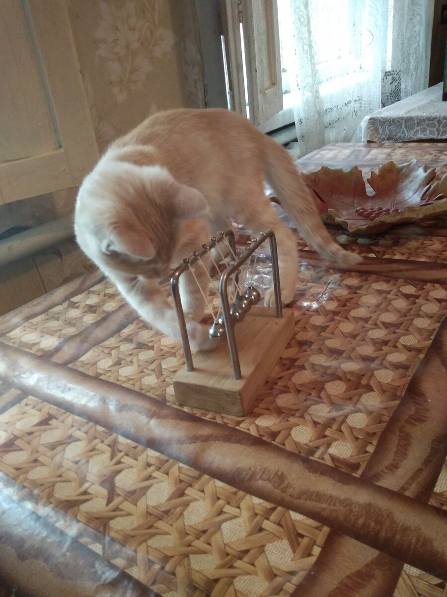 кот Стаксель