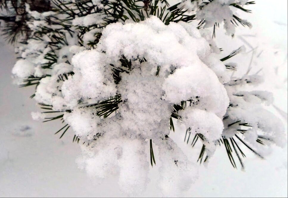 Для того чтобы быть искренним с собой, важно просто принять себя. Быть, а не казаться. Вот как на этом фото, как бы это не казалось цветком, особенно издали, на самом деле это всего лишь веточка сосны. Но от этого она не становится хуже. Она прекрасна сама по себе. 