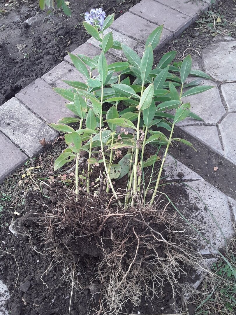 Корневая система флоксов мощная и не собирается никому давать шансов