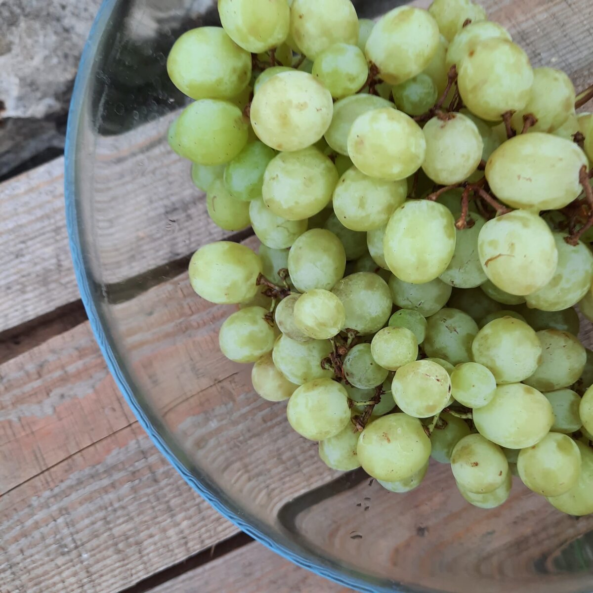 Чем полезен виноград для организма человека?