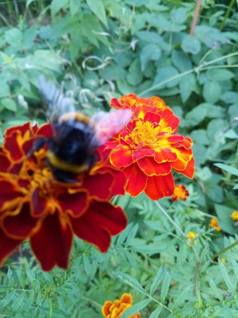 Точка зрения этого шмеля только частично совпадает с мнением пчелы. Шмели, почему-то предпочитают бархатцы ...