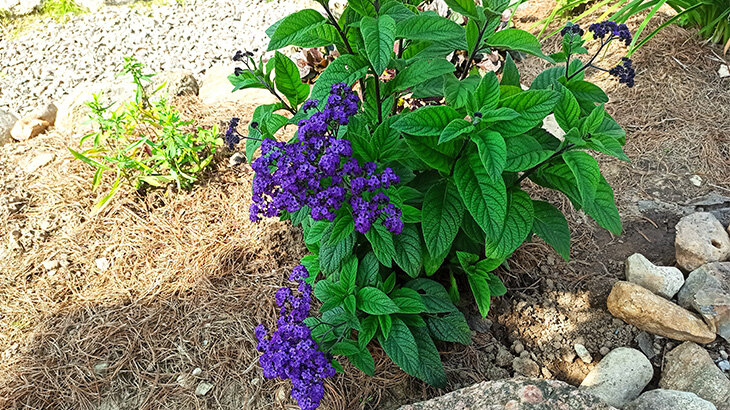 Гелиотроп прекрасно перенесёт зиму в виде черенков. Фото автора
