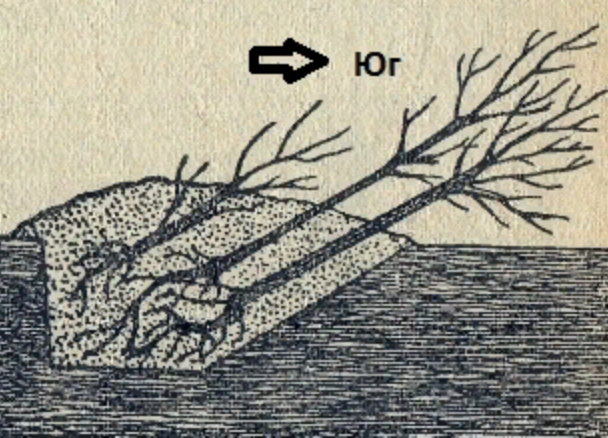 Как прикопать саженцы на зиму до весны