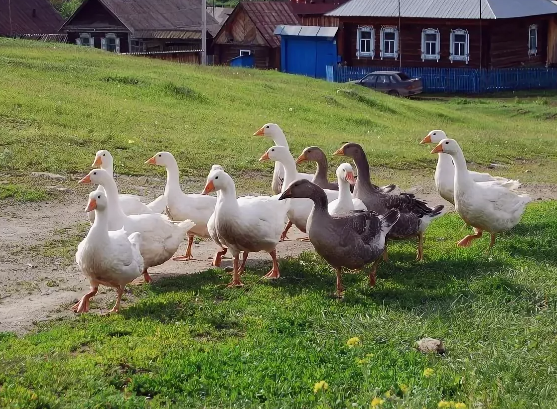 Гуси в деревне фото