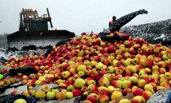 Польские фермеры в панике - Россия вышвырнула вон польские яблоки. Политические санкции в деле.