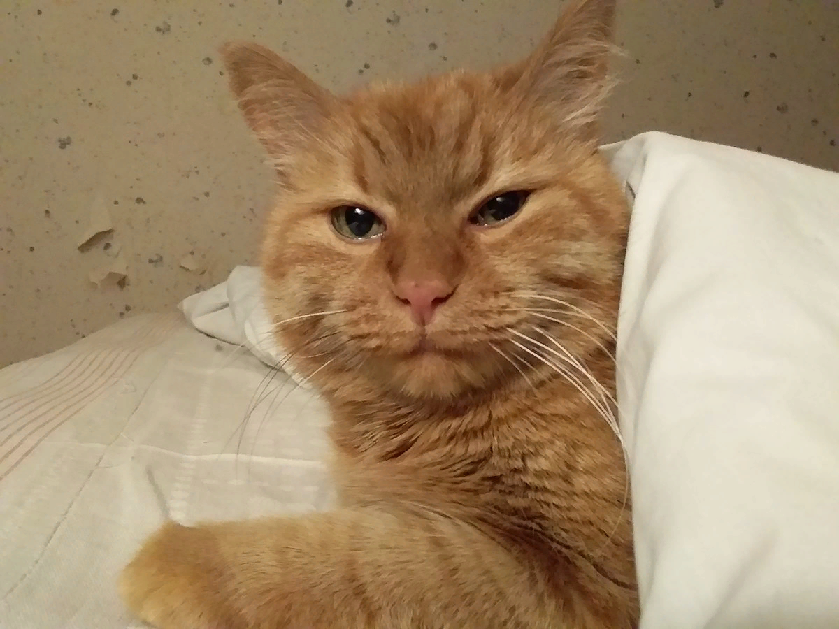 🐱Как определить начальные признаки МКБ у кота | Нос, хвост, лапы | Дзен