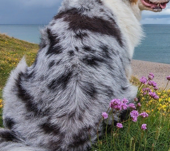 Голубо-мраморный (blue merle)