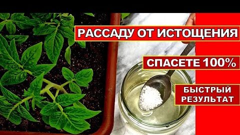 ЛЮБАЯ ХИЛАЯ РАССАДА 100% БУДЕТ ТОЛСТЕНЬКАЯ И ЗЕЛЁНАЯ! ЭТА ПОДКОРМКА СПАСЁТ РАССАДУ ТОМАТОВ ОТ ИСТОЩЕНИЯ.