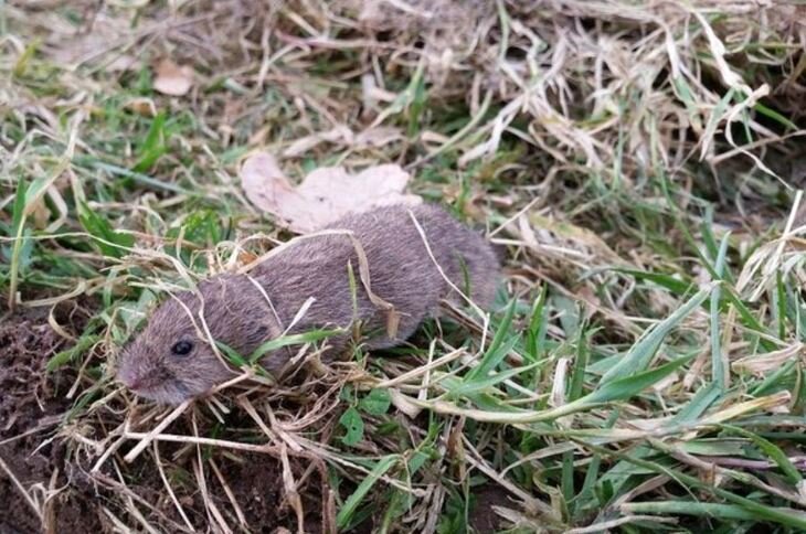    Австралийских супер-мышей можно убить только двойной дозой фосфида цинка