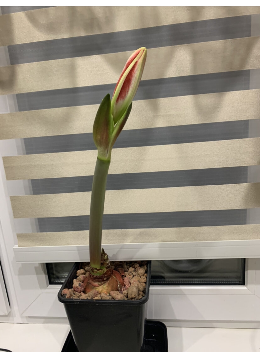 Фото автора. Амариллис второй год цветения, после восстановления. в горшке большего размера.