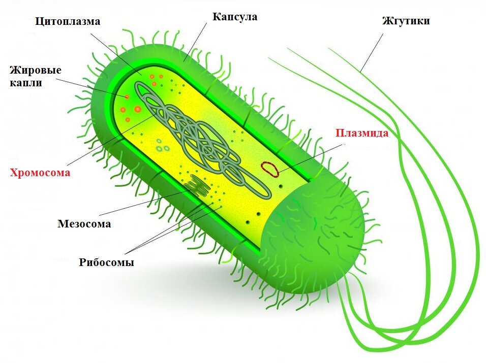Строение бактерии. Кольцевая хромосома и плазмида выделены красным. 