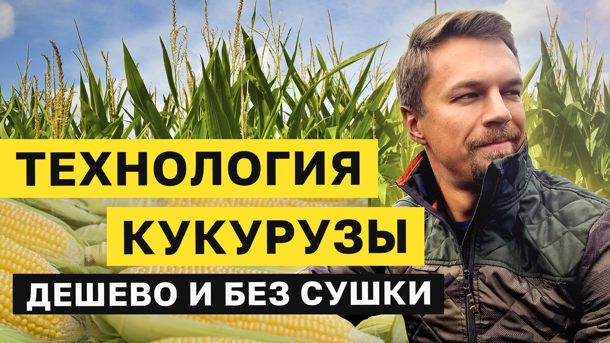 НИЗКОЗАТРАТНАЯ ТЕХНОЛОГИЯ ВЫРАЩИВАНИЯ КУКУРУЗЫ БЕЗ СУШКИ.