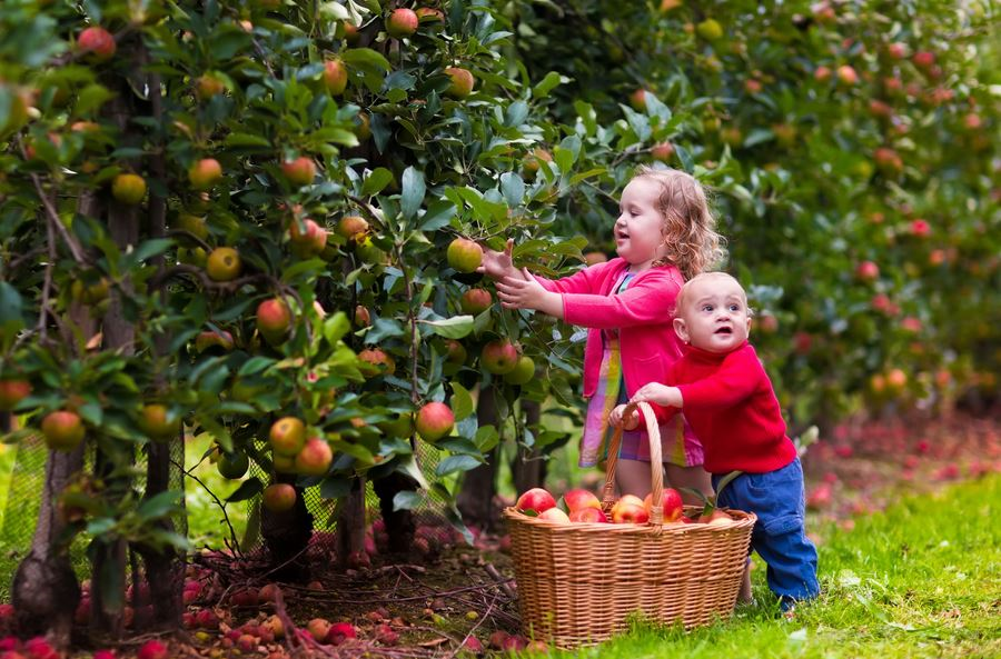 Работа найдется всем членам семьи