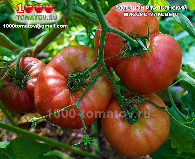 Томат Большой Итальянский Миссис Максвелл  Mrs Maxwell’s Big Italian фото 1
