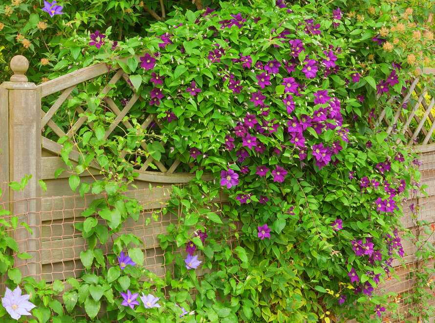    Как подготовить клематис к зимовке?