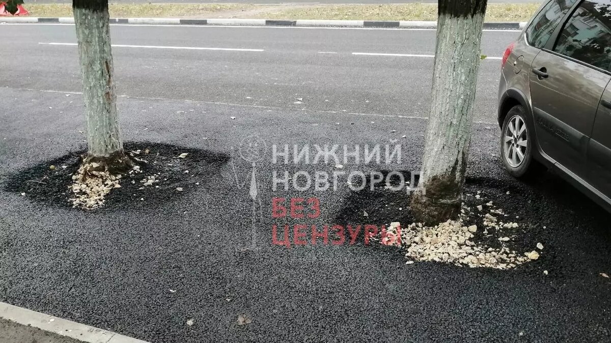     Деревья закатали в асфальт во время благоустройства проспекта Ленина в Дзержинске. Фотографии появились в социальных сетях.