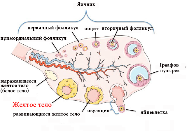 Овуляия и формирование желтого тела