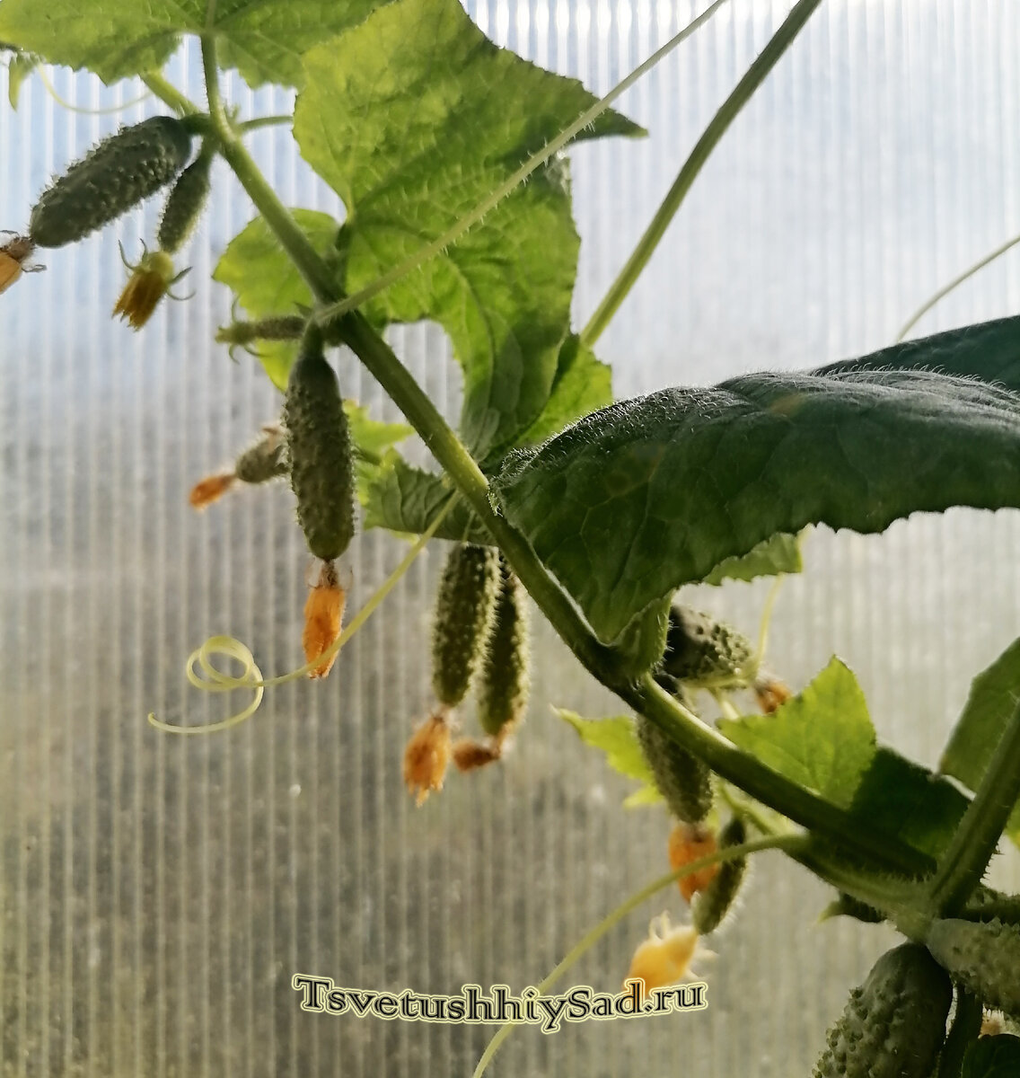 Огурец Андрюша F1, фото от  26 сентября