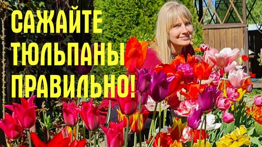 Все допускают одну ошибку! Как эффектно посадить тюльпаны осенью