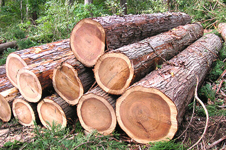 Бревна из криптомерии японской, Ёсино (фото автора)