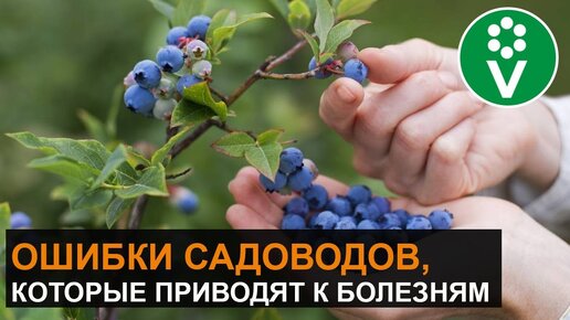 Болезни Голубики и Способы Их Лечения. Как не остаться без урожая?