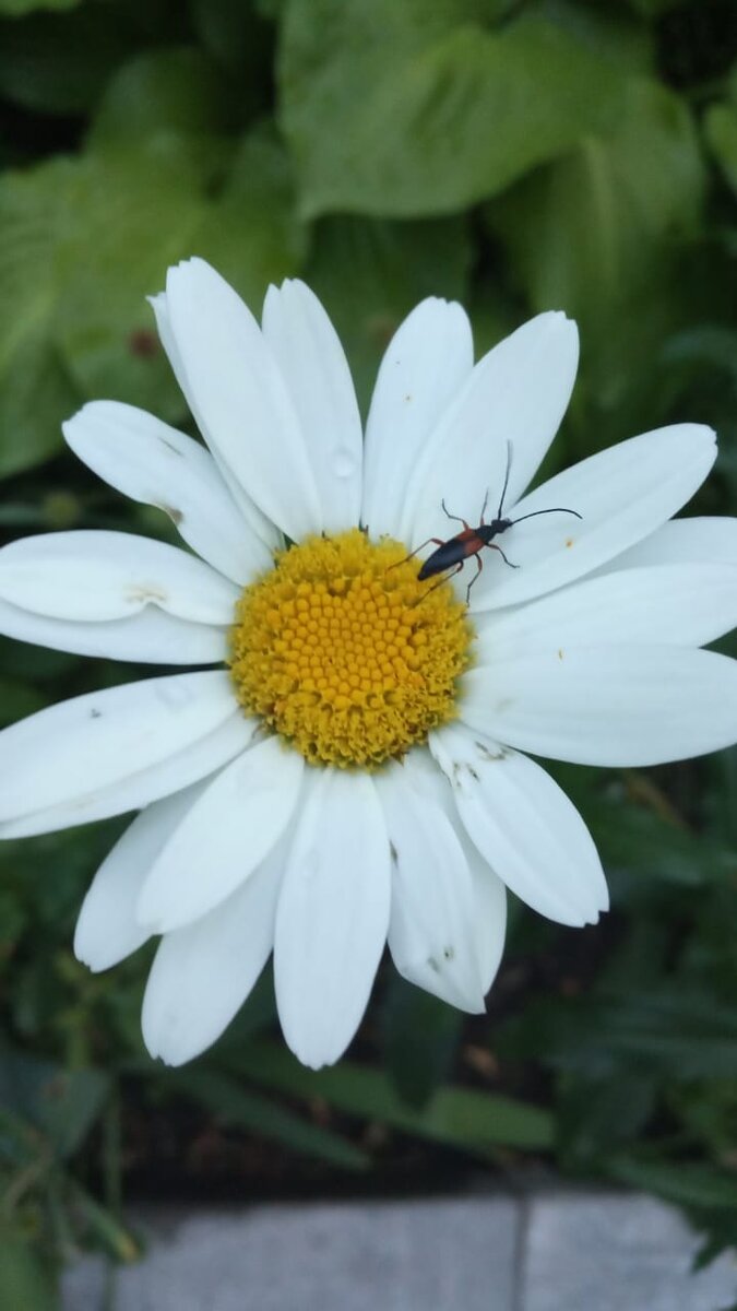 Цветы сажал дядя Саша и ухаживал за ними тоже сам. Фото Елены Лабо