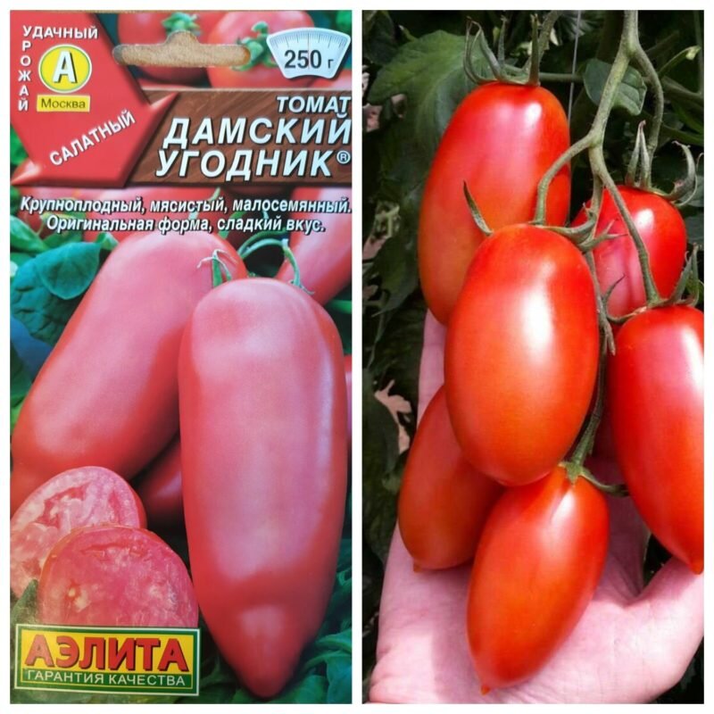 Дамский угодник помидоры описание фото