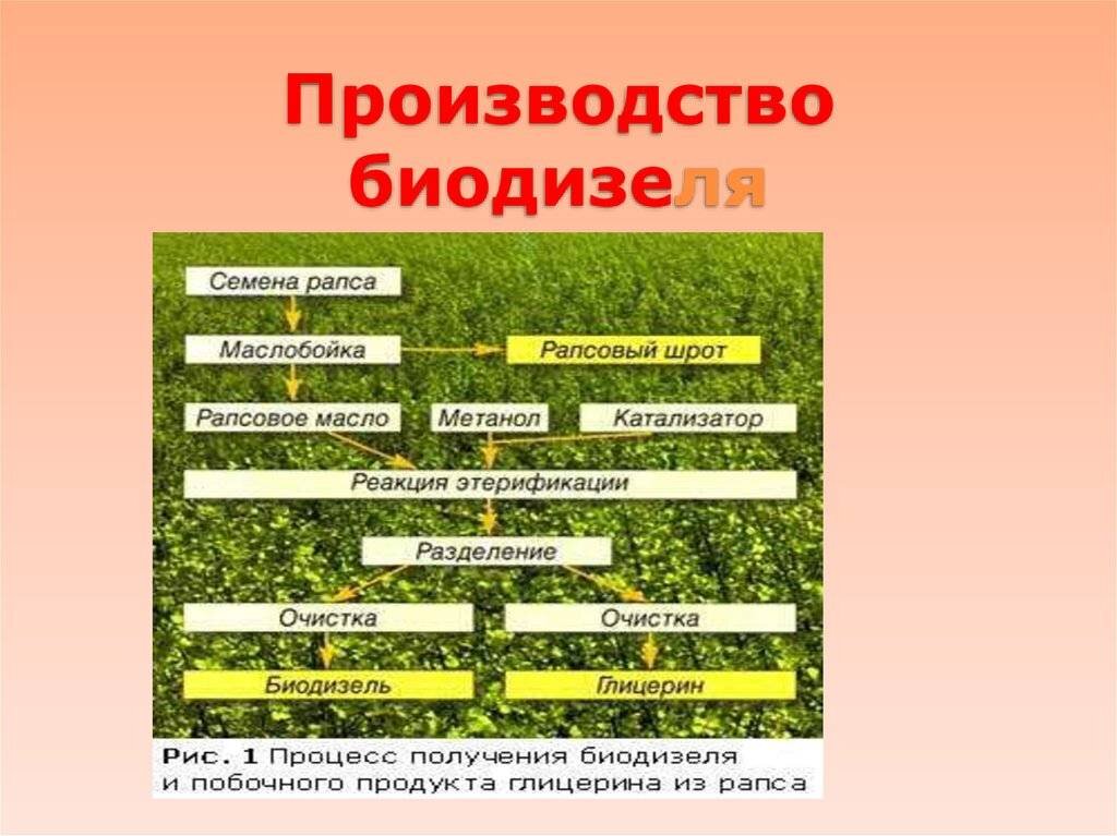 Что делают из рапса кроме масла. Схема производства биодизеля. Технологическая схема производства биодизеля. Биодизель на рапсовом масле. Производство биодизеля.