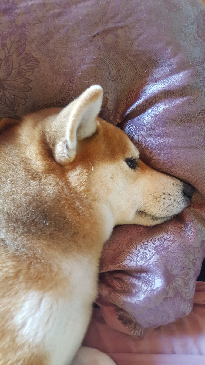 Сладко спал, пока он не пришёл