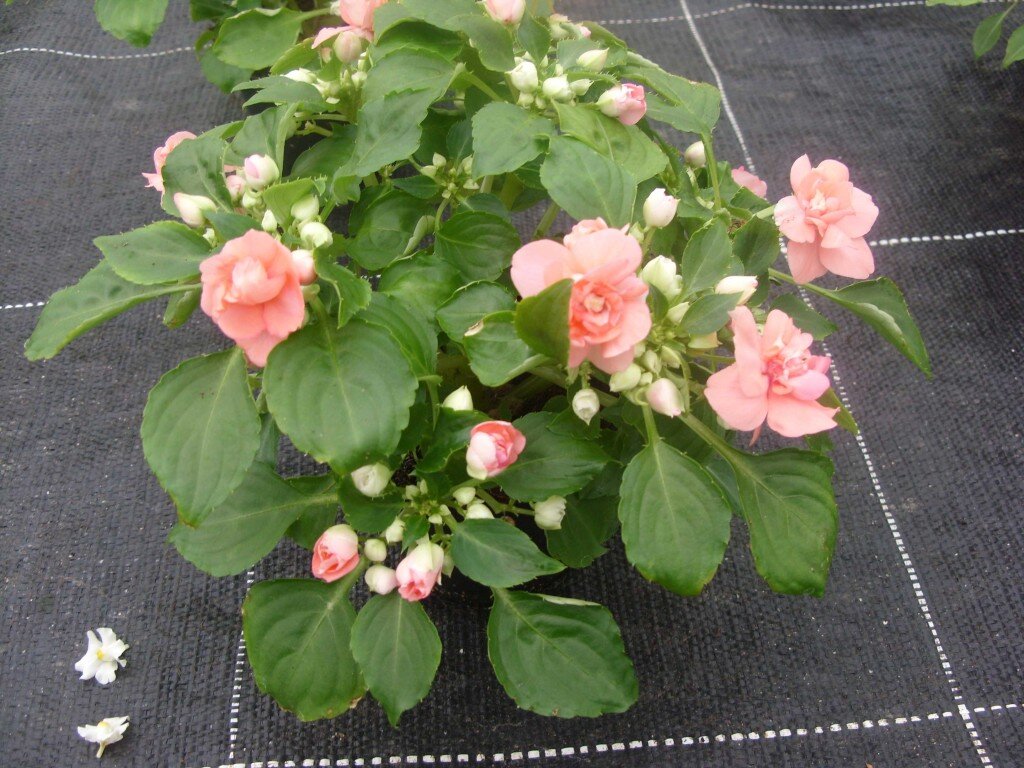 Фото из интернета