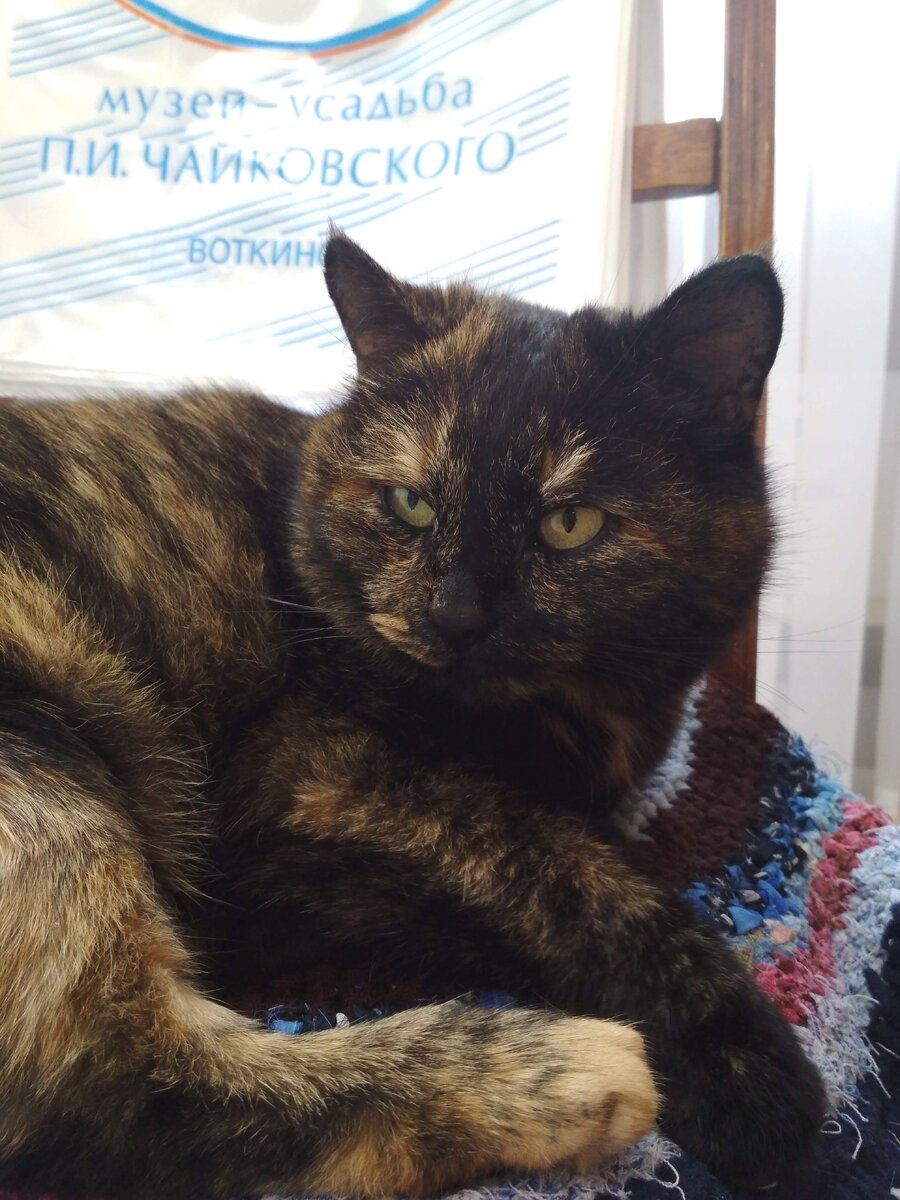 Кошка Маша в Доме-музее П.И.Чайковского.  Фото автора канала.